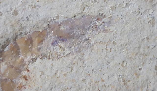 ? Acanthochirana sp. STRAND 1928 - Bild © FossNet FossilienStore